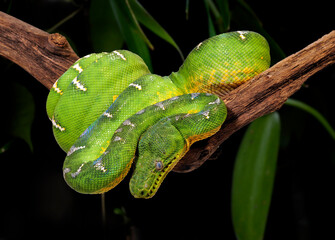 Emerald tree boa // Grüner Hundskopfschlinger (Corallus caninus)
