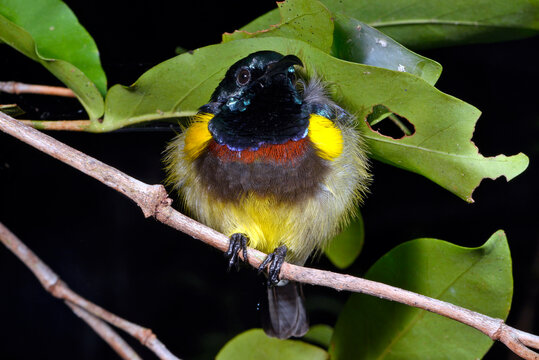 Malegassennektarvogel // Souimanga sunbird (Cinnyris sovimanga)