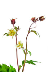 Geum flowers, buds and leaves isolated on a white background.