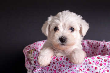 Very cute maltese terrier puppy dog