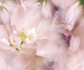 Jasmine flowers.   Floral light pink  background. Petals jasmine. Close-up. Nature.