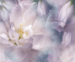 Jasmine flowers.   Floral blue-pink   background. Petals jasmine. Close-up. Nature.