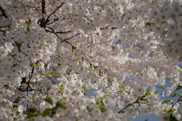 sakura branches strewn with pink flowers. selective focus