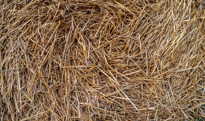 Natural background from straw with spikelets of rye. The texture of rye straw.
