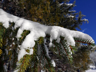 macro di aghi di pino innevati