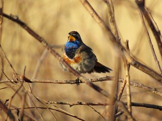 red winged blackbird
