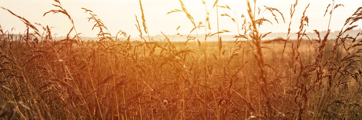 autumn natural landscape of golden brown dry withered pampas grass straw in the background light of white sky against the horizon of the field. morning russian dawn in meadow on nature. banner. flare