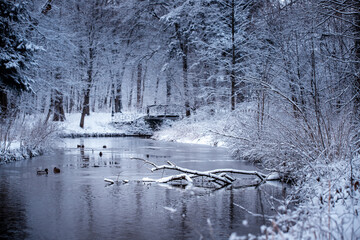 Widok zimowej rzeki w parku, zaśnieżone gałęzie drzew, mroźny poranek  - obrazy, fototapety, plakaty