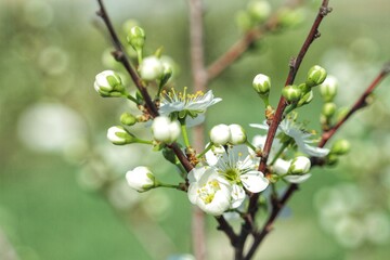 blooming tree