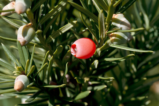 Canadian Yew (Taxus canadensis) in park