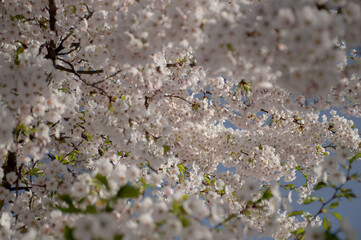 sakura branches strew with pink flowers. selective photo