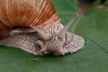 Burgundy Snail (Helix pomacea) in garden