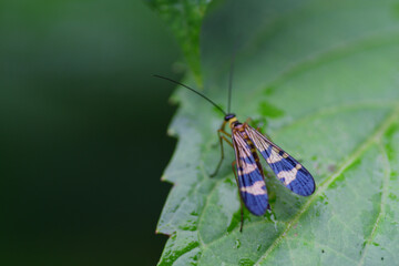 葉にとまっているシリアゲムシ（埼玉県/9月）