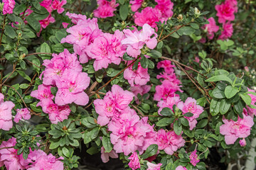 Indian Azalea (Rhododendron simsii) in greenhouse