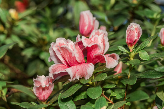 Indian Azalea (Rhododendron simsii) in greenhouse © Nick Taurus