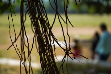 Roots of banyan tree 