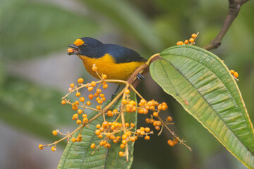 Violaceous Euphonia male eating berry