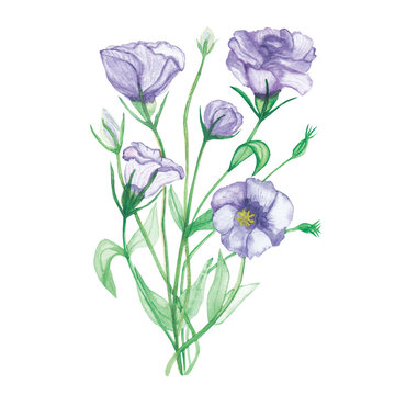 Watercolor hand painted nature floral composition with light purple blossom eustoma flowers on green stems bouquet on the white background for design elements and cards