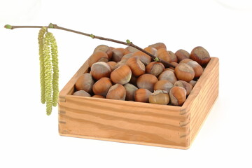 hazelnuts in a wooden box with a flowering twig