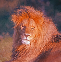Lion portraitit,photo art