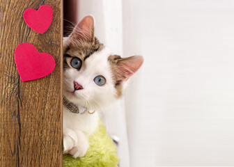 Blue eyed cat, white cat.Valentine's day concept with cat behind wall with heart.
