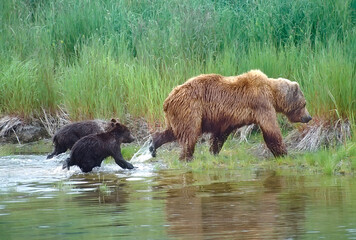 Grizzly with her cubs in Alaska