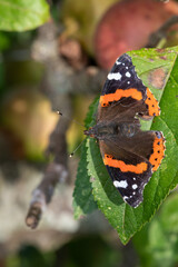 Close up of a red admiral (vanessa atalanta) butterfly on  a leaf