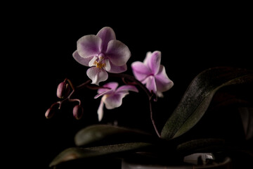 Beautiful pink orchid flower closeup on black background
