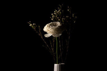 Beautiful white buttercup flower in ceramic vase on black background
