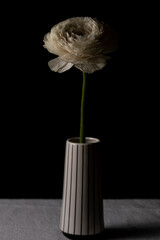 Beautiful white buttercup flower in ceramic vase on black background