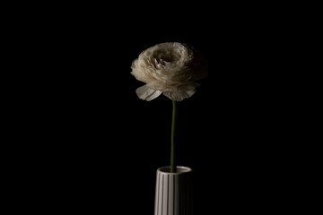 Beautiful white buttercup flower in ceramic vase centered on black background