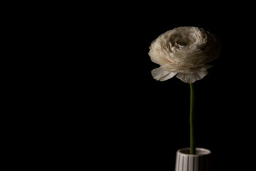 Beautiful white buttercup flower in ceramic vase closeup on black background