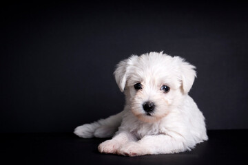 Very cute maltese terrier puppy dog - obrazy, fototapety, plakaty