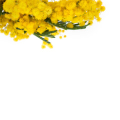Branches of mimosa (acacia) tree with yellow flowers isolated on a white background. Macro photography.