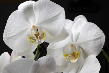 Naklejka na ściany i meble White orchid isolated on black background. Beautiful flower