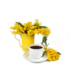 Branches of mimosa (acacia) tree with cup of coffee isolated on a white background.