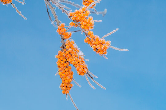 Common Sea Buckthorn (Hippophae rhamnoides) in orchard