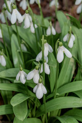 Fototapeta premium Woronow's Snowdrop (Galanthus woronowii) in park
