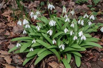 Woronow's Snowdrop (Galanthus woronowii) in park