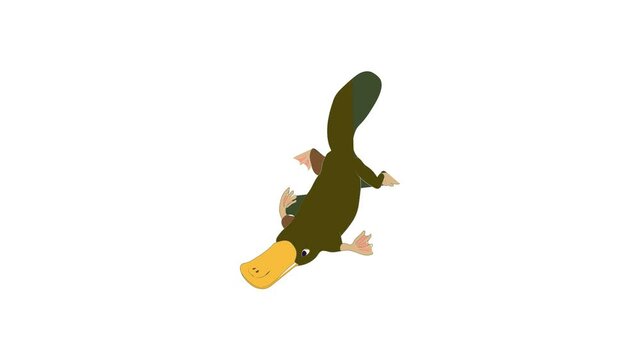 Platypus icon animation best cartoon object on white background