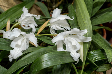 Fototapeta premium Coelogyne cristata Orchid in greenhouse