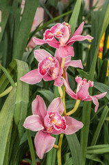 Boat Orchid (Cymbidium cv) in greenhouse