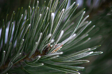 Naklejka na ściany i meble Pine branch in the frost