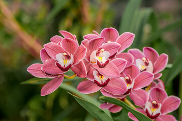 Obraz na płótnie Canvas Boat Orchid (Cymbidium cv) in greenhouse