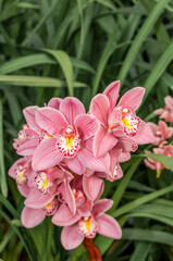 Boat Orchid (Cymbidium cv) in greenhouse