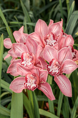 Boat Orchid (Cymbidium cv) in greenhouse