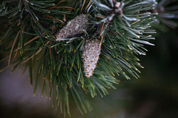 Pine branch in the frost