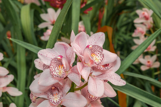 Boat Orchid (Cymbidium cv) in greenhouse