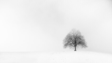solitary tree on a foggy winter day