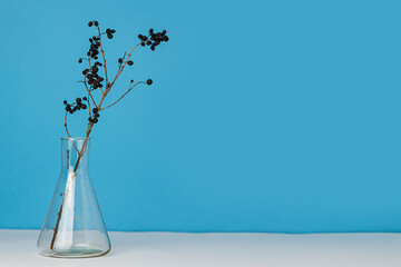 Dry branch with black round berries in a flask on a blue and white background. Place for text or products. Minimalism. Decor from chemical glassware.